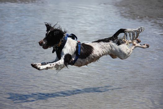 working type engish springer spaniel pet gundog jumping on a sandy beach