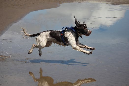 working type engish springer spaniel pet gundog jumping on a sandy beach