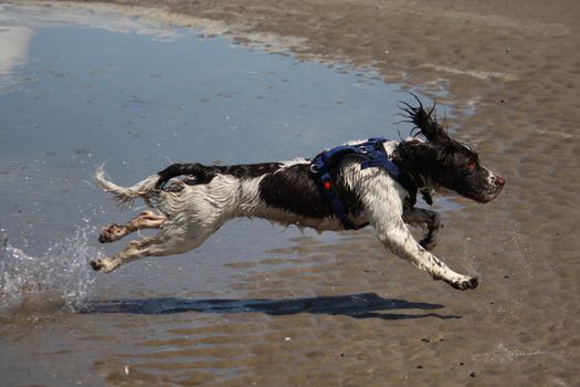 Working type english springer spaniel pet gundog running on a sandy beach;