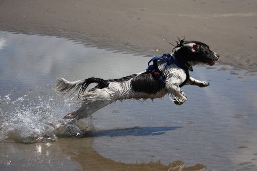 working type engish springer spaniel pet gundog jumping on a sandy beach