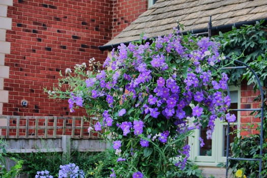 Beautiful blue purple flowers