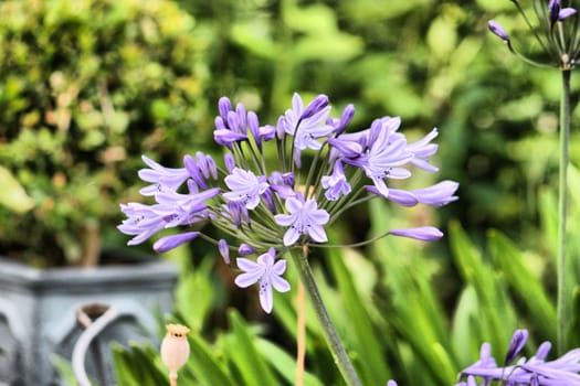 beautiful blue purple flowers