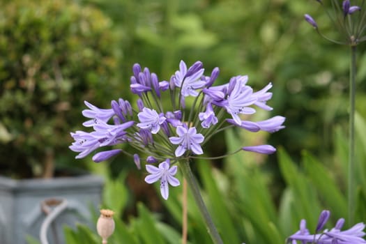 Beautiful blue purple flowers