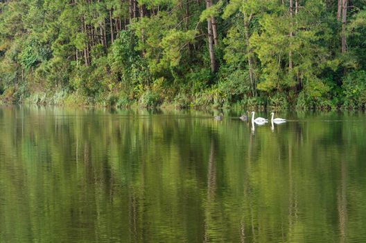White swan and its mate are swimming at the lake in Pang Ung national park of Mae Hong Son province, Thailand