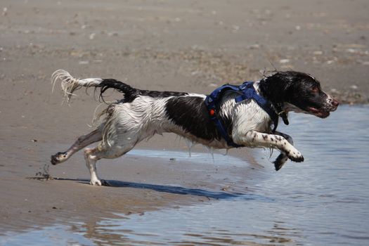Working type english springer spaniel pet gundog running on a sandy beach;