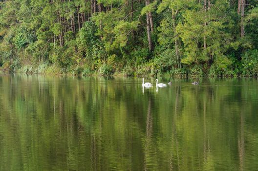 White swan and its mate are swimming at the lake in Pang Ung national park of Mae Hong Son province, Thailand