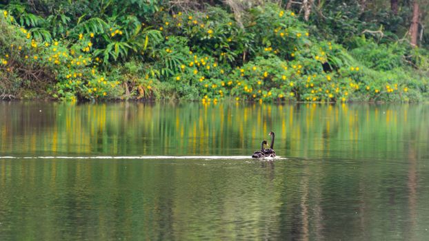Black swan and its mate are swimming at the lake in Pang Ung national park of Mae Hong Son province, Thailand