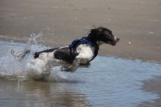 working type engish springer spaniel pet gundog jumping on a sandy beach