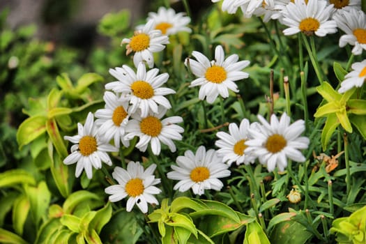 Beautiful white flowers