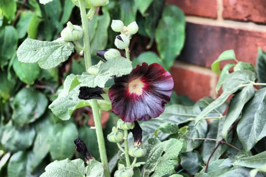 Beautiful dark black hollyhock flower