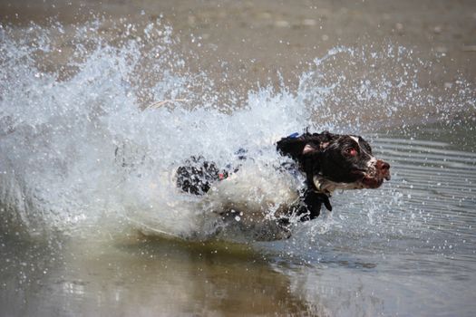 working type engish springer spaniel pet gundog jumping on a sandy beach