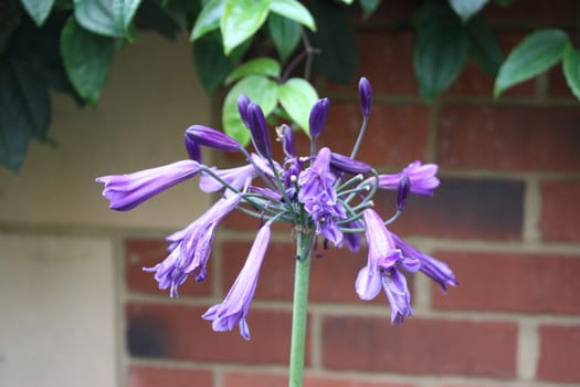 Beautiful blue purple flowers