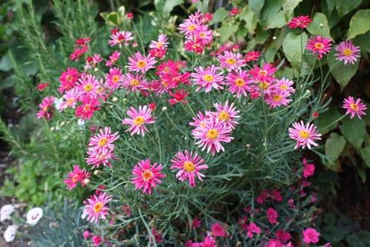 Beautiful pink flower