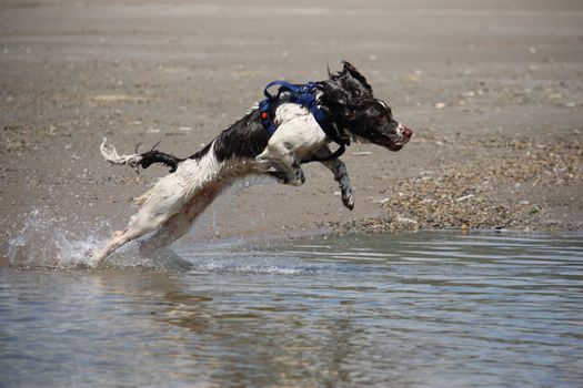 liver and white working type english springer spaniel pet gundog jumping into water