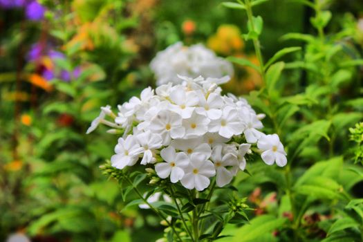 Beautiful white flowers