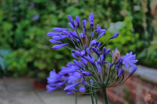 Beautiful blue purple flowers