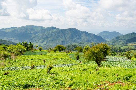 Agriculture on the plateau of farmers in northern Thailand.