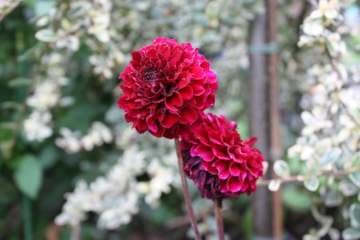 Beautiful pink flower