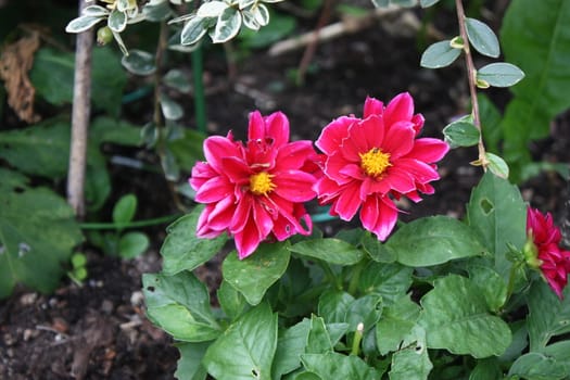 Beautiful pink flower