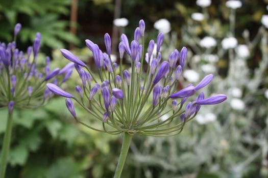 Beautiful blue purple flowers