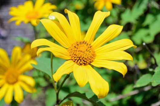 Mexican Sunflower Weed or Tithonia diversifolia, Flowers are bright yellow
