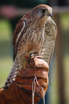 a beautiful kestrel being held