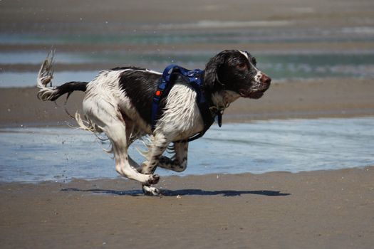 Working type english springer spaniel pet gundog running on a sandy beach;