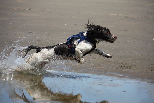 working type engish springer spaniel pet gundog jumping on a sandy beach