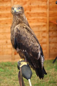 a magnificent golden eagle raptor