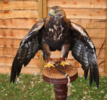 a magnificent golden eagle raptor