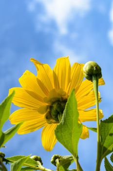 Mexican Sunflower Weed or Tithonia diversifolia, Flowers are bright yellow on blue sky background