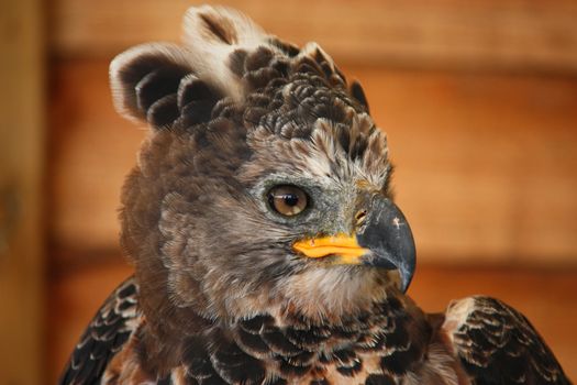 a magnificent african crowned eagle