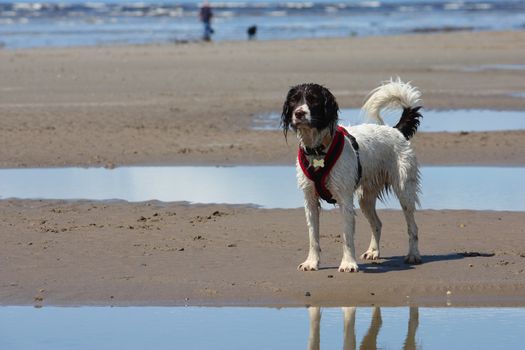 cute working type english springer spaniel pet gundog on a sandy beach