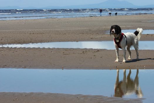 cute working type english springer spaniel pet gundog on a sandy beach