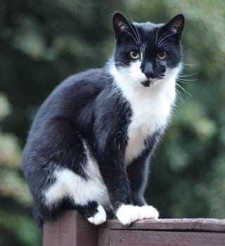 beautiful black and white domestic pet cat