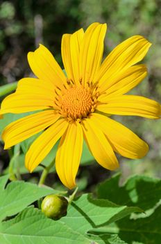 Mexican Sunflower Weed or Tithonia diversifolia, Flowers are bright yellow