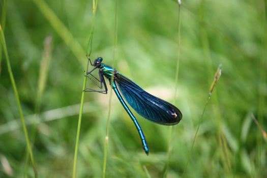 beautiful petrol blue green dragonfly on a blade of grass