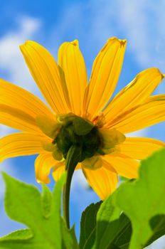 Close up Mexican Sunflower Weed or Tithonia diversifolia, Beautiful flowers are bright yellow on blue sky background