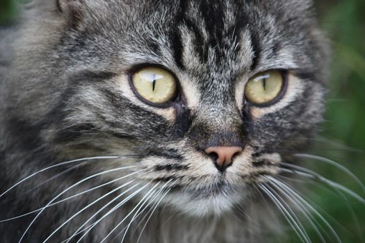 A very cute long haired brown and black tabby pussycat with long whiskers and huge eyes