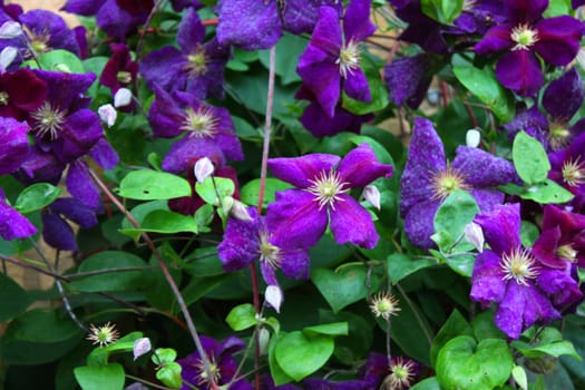 Beautiful blue purple flowers