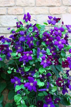 Beautiful blue purple flowers