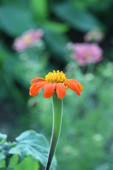 beautiful orange flower on a plant