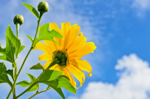 Mexican Sunflower Weed or Tithonia diversifolia, Flowers are bright yellow on blue sky background