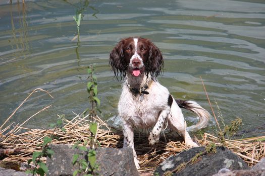 liver and white working type english springer spaniel pet gundog pointing in front of water