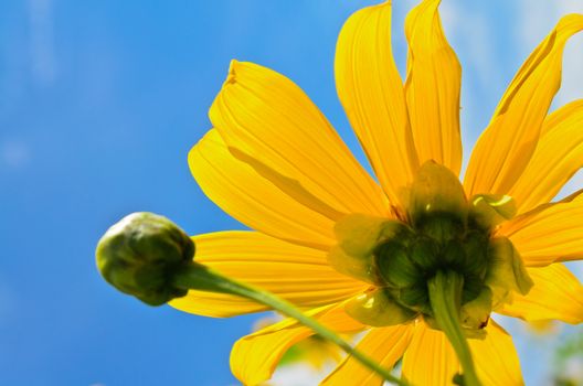 Close up Mexican Sunflower Weed or Tithonia diversifolia, Beautiful flowers are bright yellow on blue sky background