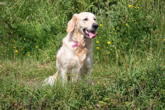 a beautiful golden retriever pet gundog