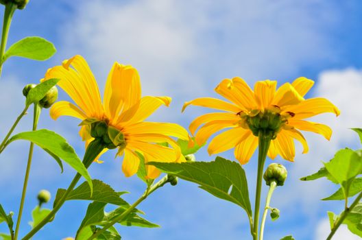 Mexican Sunflower Weed or Tithonia diversifolia, Flowers are bright yellow on blue sky background
