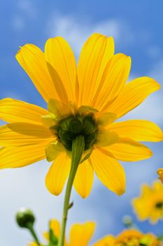 Close up Mexican Sunflower Weed or Tithonia diversifolia, Beautiful flowers are bright yellow on blue sky background