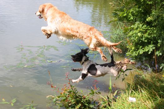 a beautiful golden retriever pet gundog