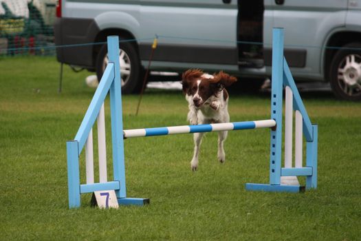 a working type english springer spaniel pet gundog jumping an agility jump